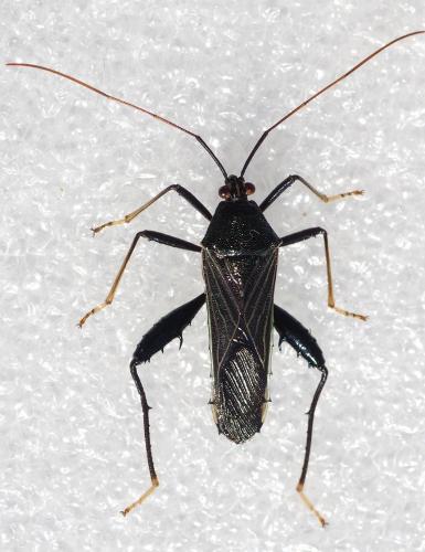 Nematopus nervosus